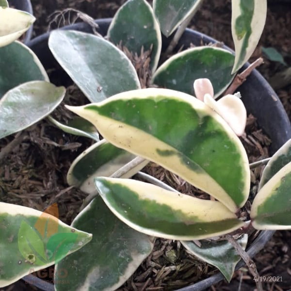 Bunga Hoya Krimson Queen