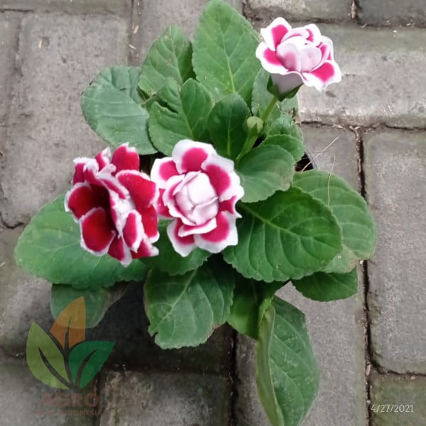 Bibit Bunga Gloxinia Kirim ke-Malang