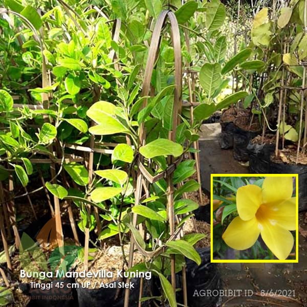 Grosir murah bibit Bunga Mandevilla