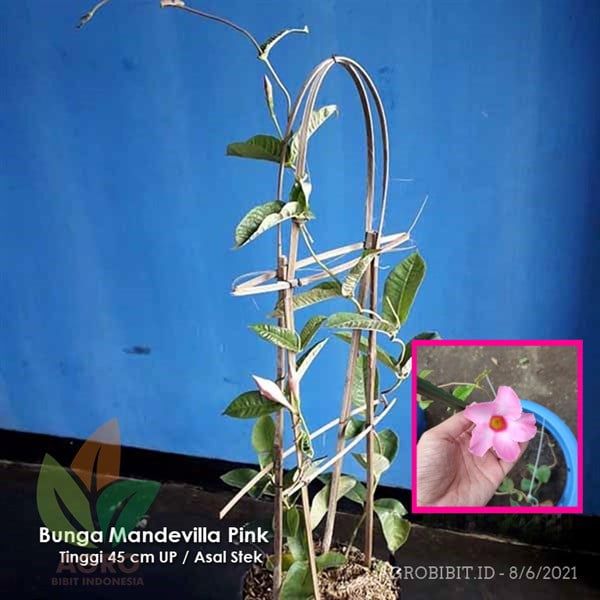 Bunga Mandevilla Pink