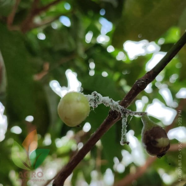 Agroblaz Basmi Kutu Putih