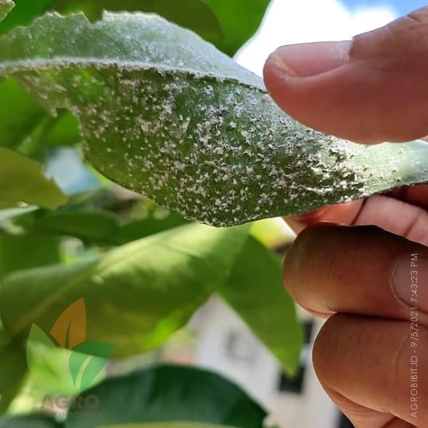 Agroblaz Basmi Kutu Putih