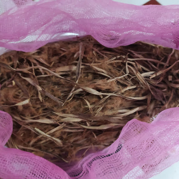 Biji Pule Siap Semai Unggul