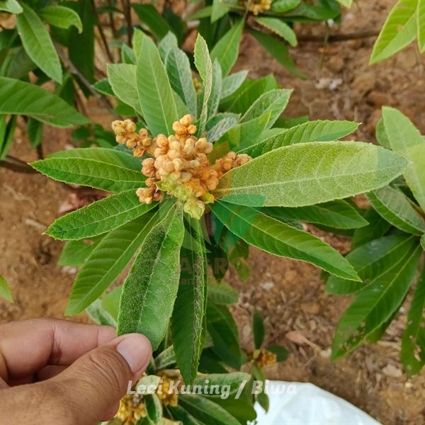 Leci Kuning atau Biwa Jawa