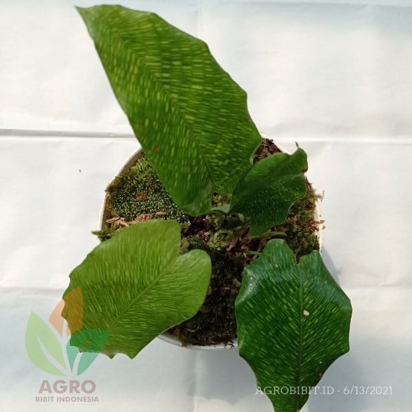 Calathea Musaica Hijau