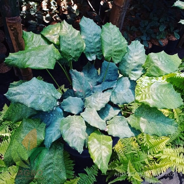 Calathea Musaica Hijau