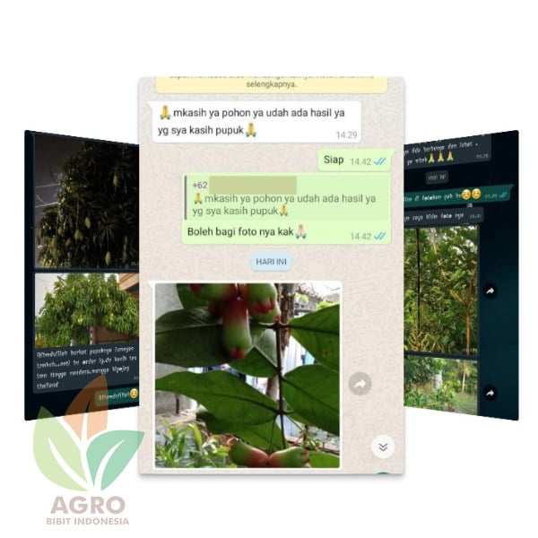Agro Giant Pupuk Pemanis Buah