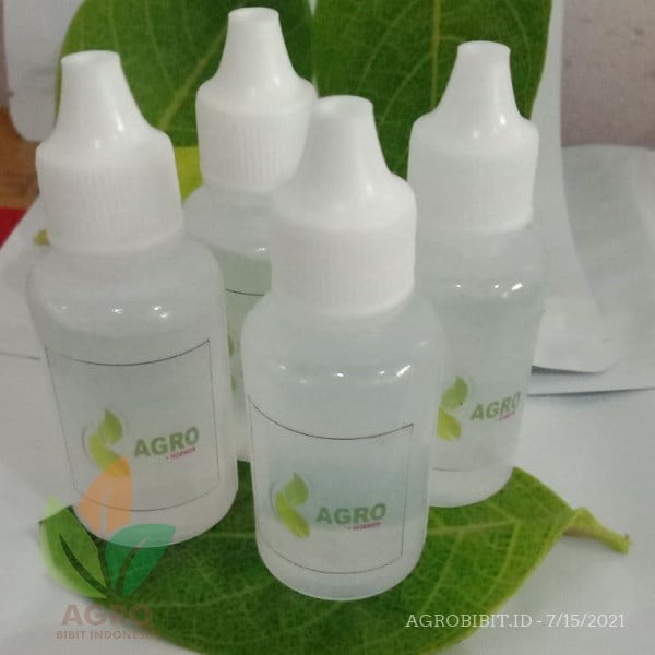 Agro ZPT atasi Daun Kuning