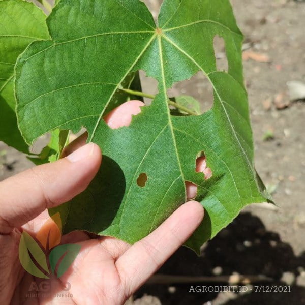 AgroSIDA Obat Hama Ulat
