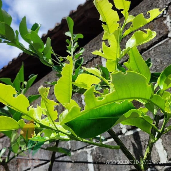 AgroSIDA Obat Hama Ulat