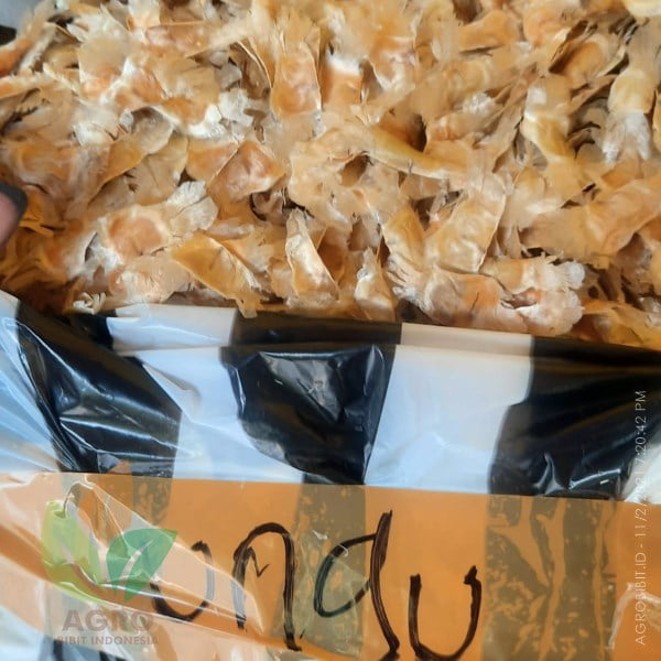 Biji Tabebuya Ungu