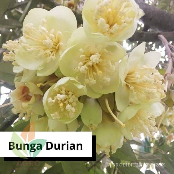 Agro Power Pupuk Bunga Buah