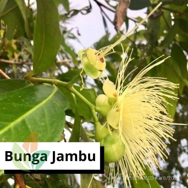 Agro Power Pupuk Bunga Buah
