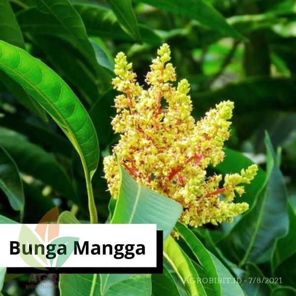 Agro Power Pupuk Bunga Buah