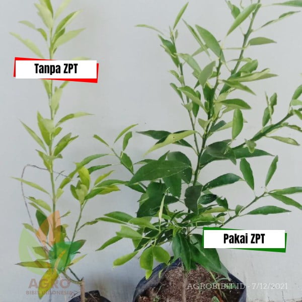 Agro ZPT atasi Daun Kuning