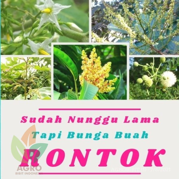Agro Power Pupuk Bunga Buah