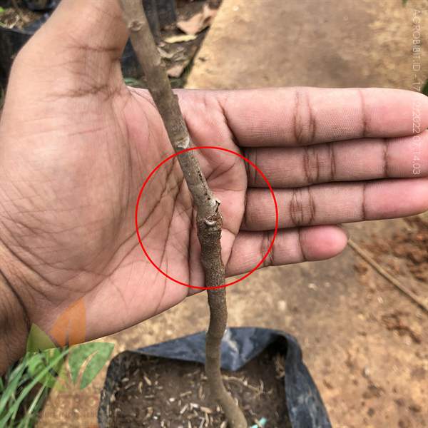 Kelengkeng Matalada asal Okulasi