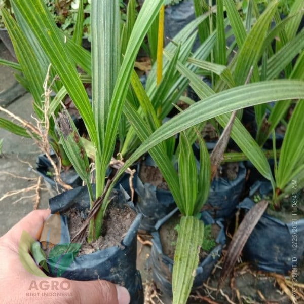 Kurma Barhee Kecil