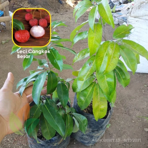 Cara Agar Pohon Leci Berbuah Lebat | Agro Bibit ID