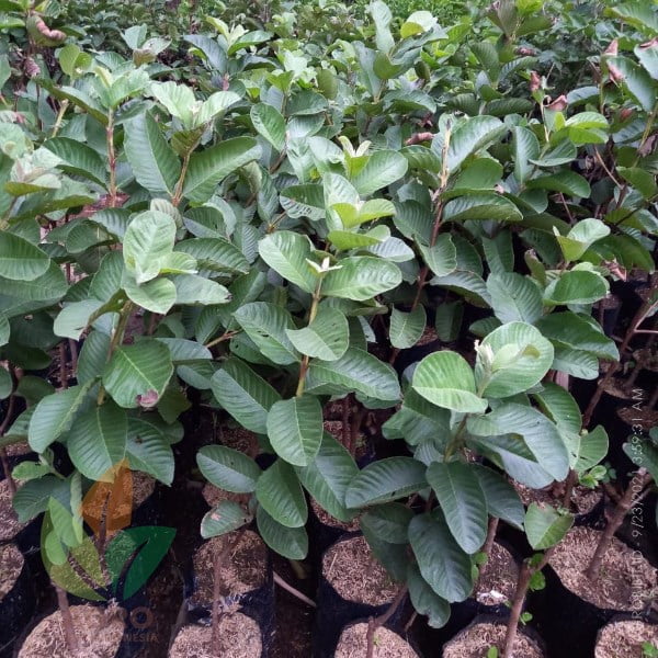 Jambu Biji Red Diamond