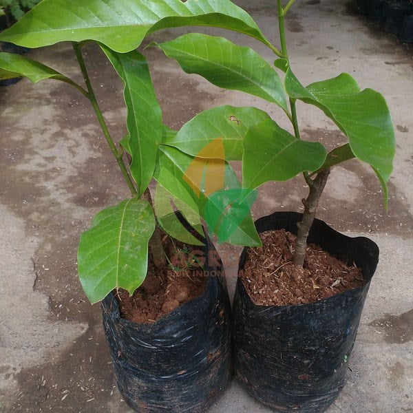Bunga Kantil Kuning