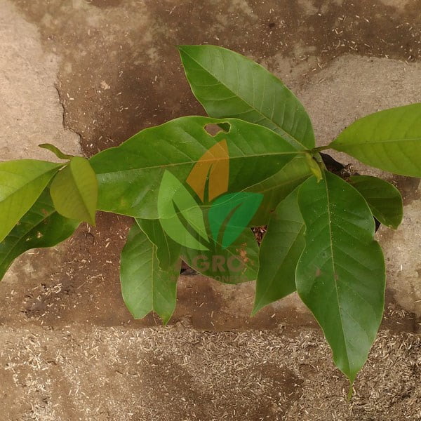 Bunga Kantil Kuning