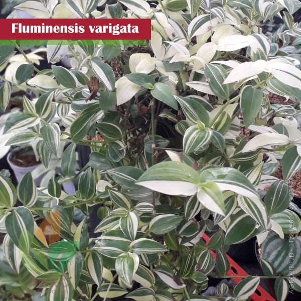 Fluminensis Varigata