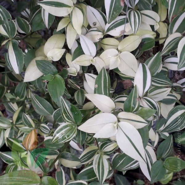 Fluminensis Varigata