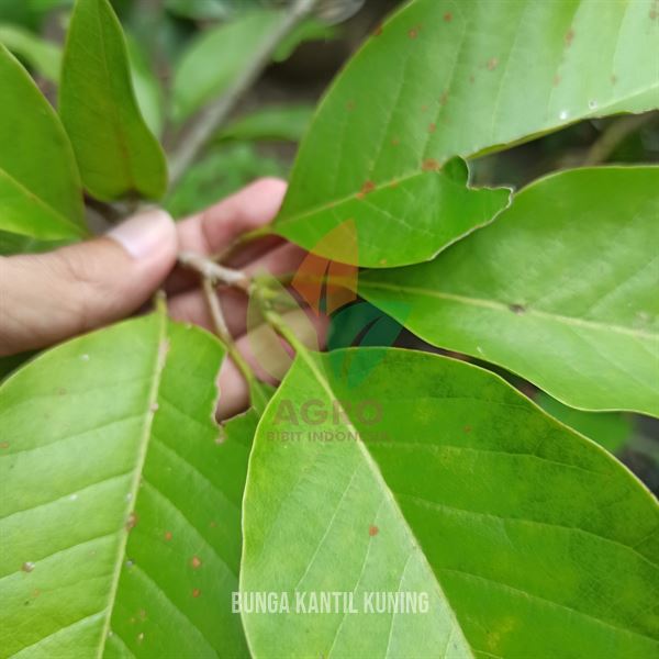 Bunga Kantil Kuning