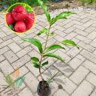grosir bibit jambu air jamaika murah
