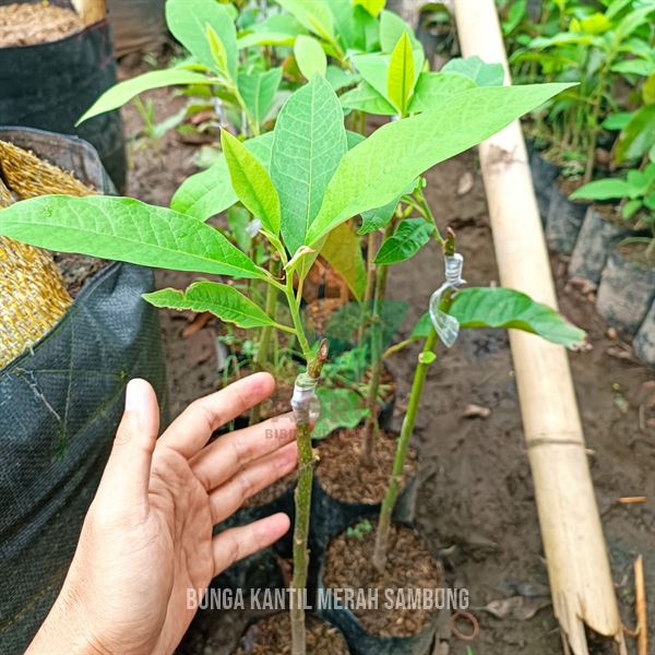Bunga Kantil Merah
