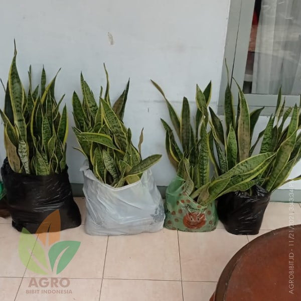 Sansivera Lidah Mertua