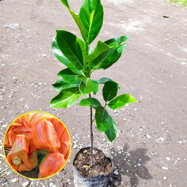 Nangka Merah asal Okulasi
