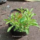 jual Daun Stevia Pemanis Alami