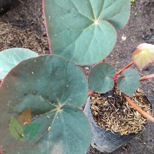 Begonia Karpet