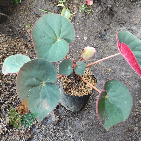 Begonia Karpet