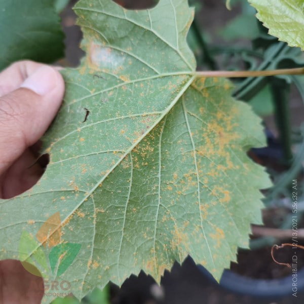 Agro Fungi Obat Jamur Tanaman