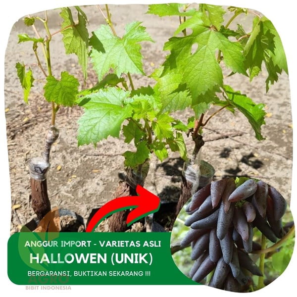 Anggur Import Halloween Seedless