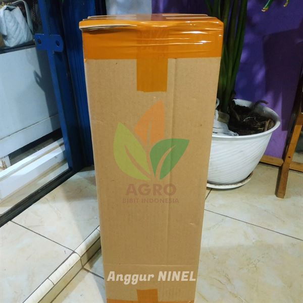 Anggur Import Ninel