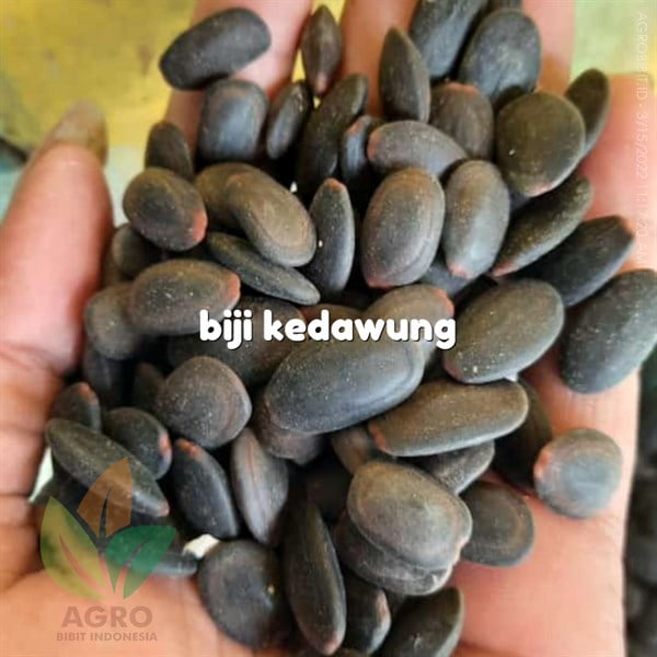 Biji Tanaman Kedawung