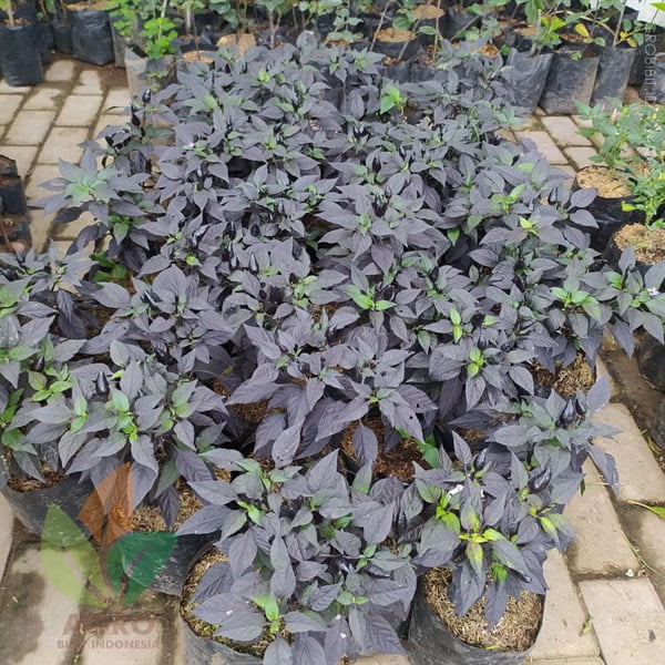 Cabe Ungu Pedas