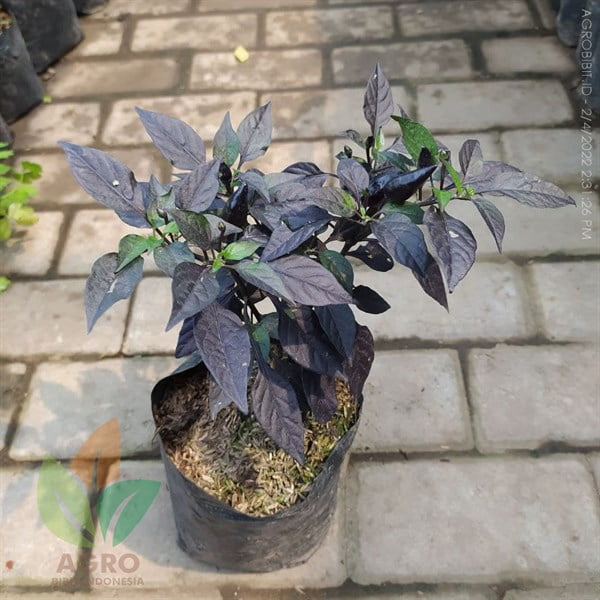 Cabe Ungu Pedas