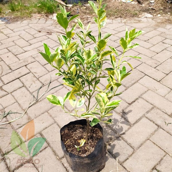 Jeruk Sunkist Varigata