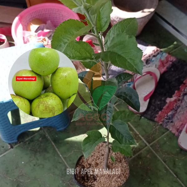 Apel Manalagi Hijau