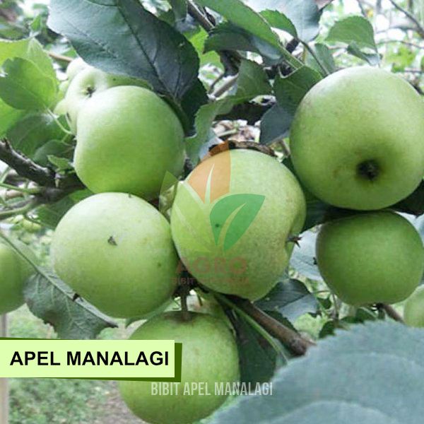 Apel Manalagi Hijau