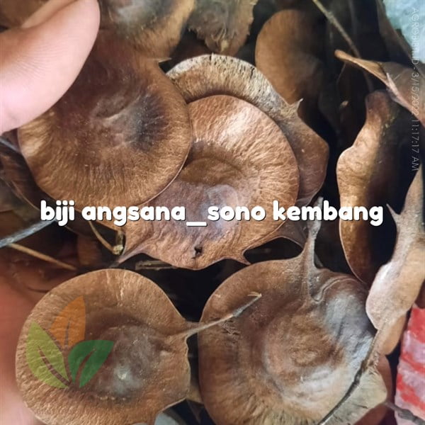 Biji Angsana / Sono Kembang