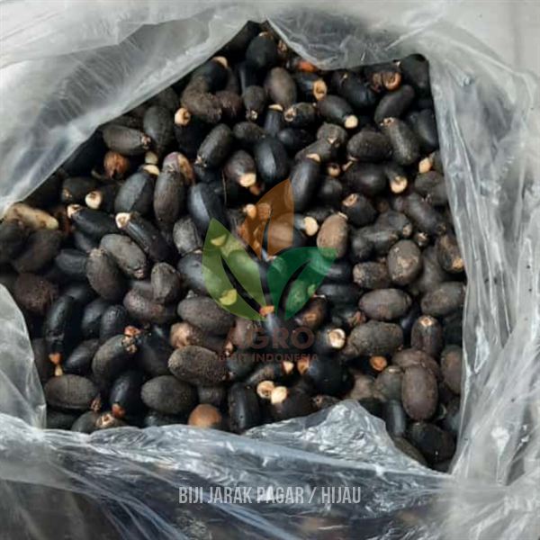 Biji Jarak Pagar Hijau