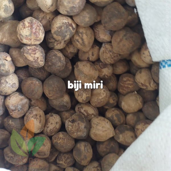 Biji Kemiri Kering