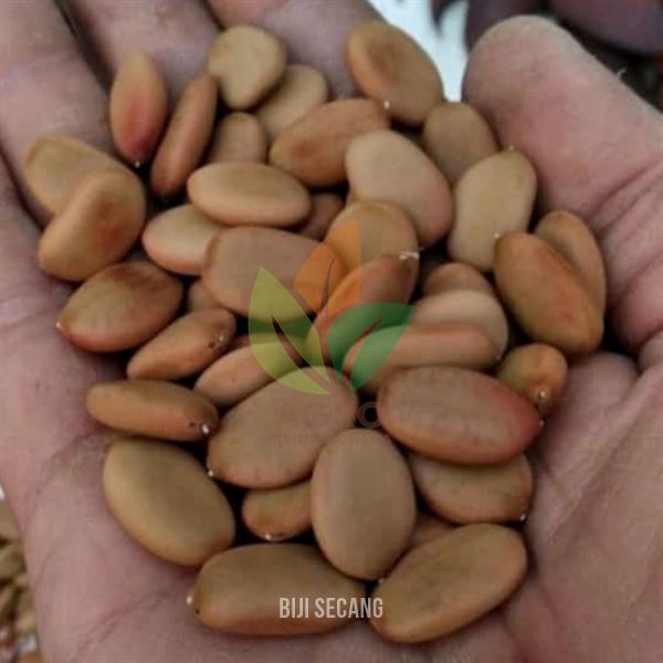 Biji Secang / Sepang