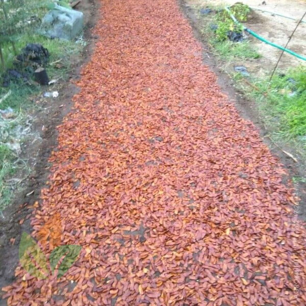 Cara Menyemai Benih Mahoni terbuka